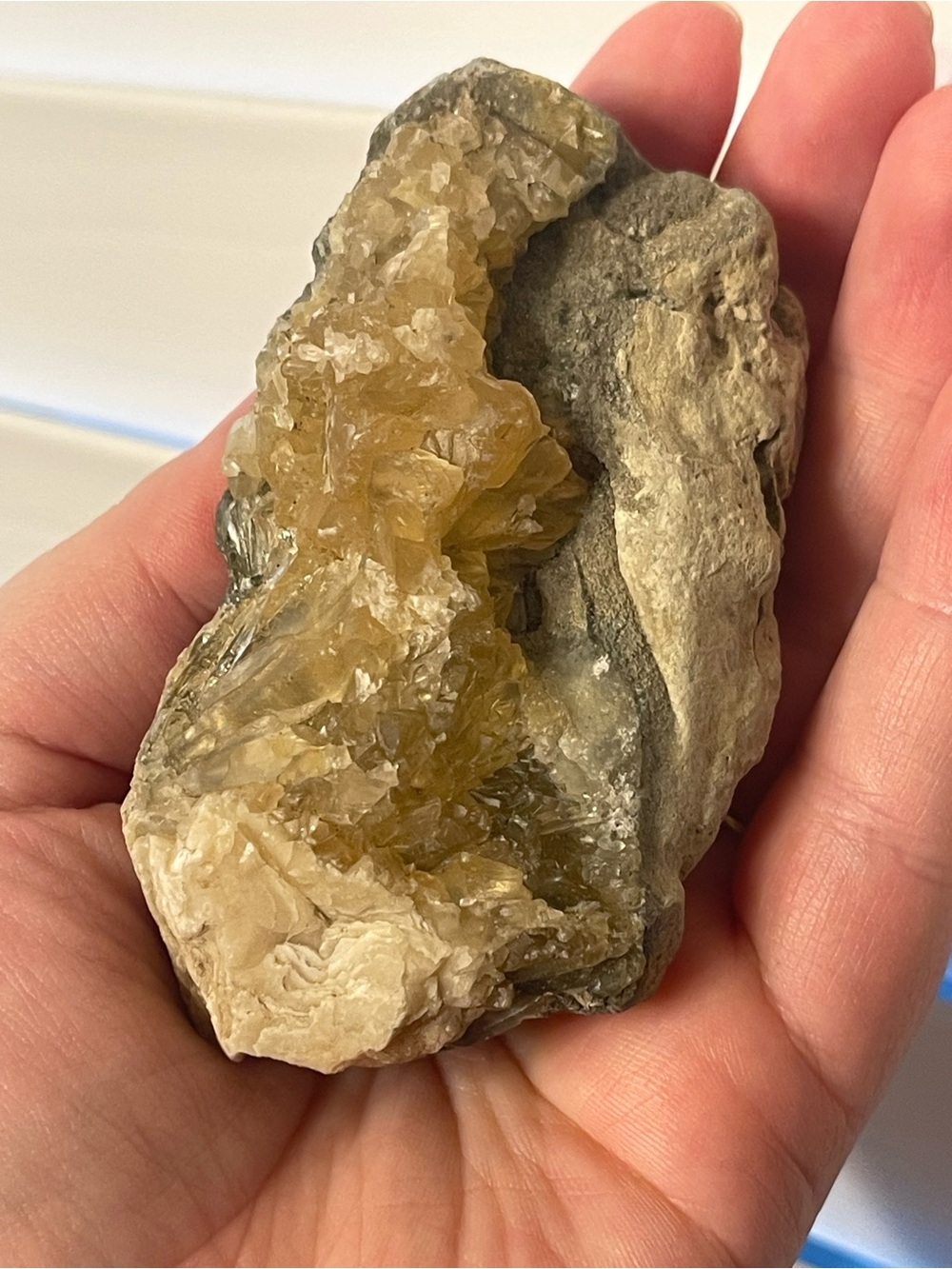 Fossilized clam shell with calcite from Florida